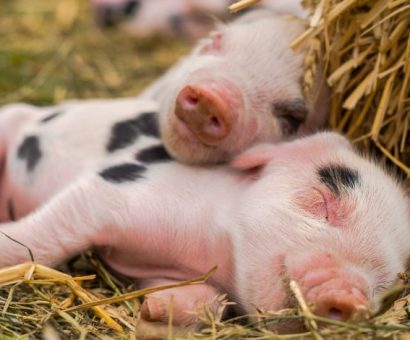 cochon