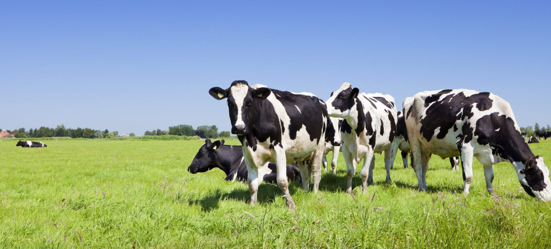 Agriculture Bretonne