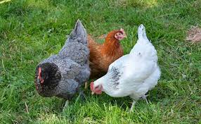 POULES ROUSSE